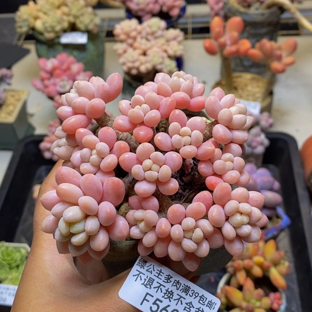 560鱼子酱多肉7c m