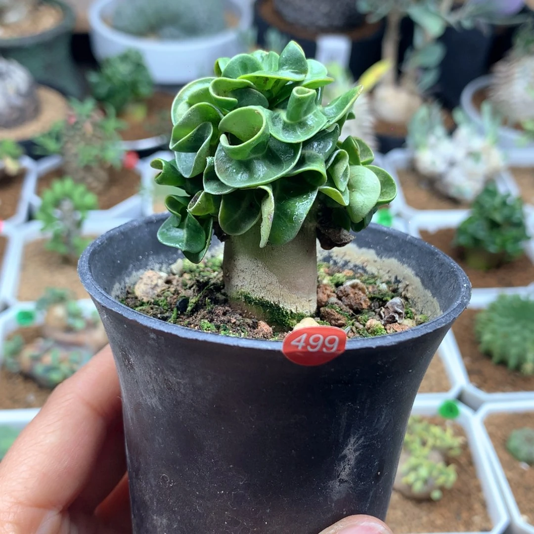 499号羊角沙漠玫瑰带盆