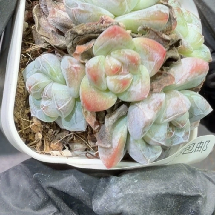 27 号到手1颗江北多肉