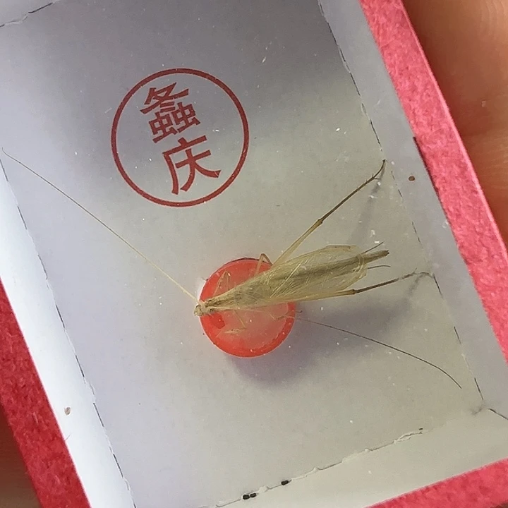 一****柬竹1只66666666666