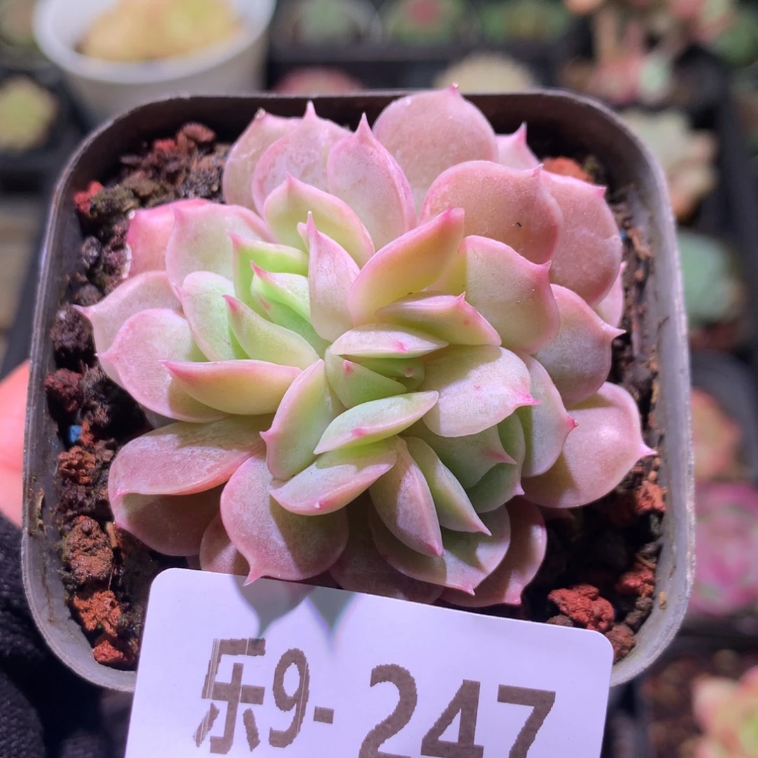 乐然 9-247 昂斯诺