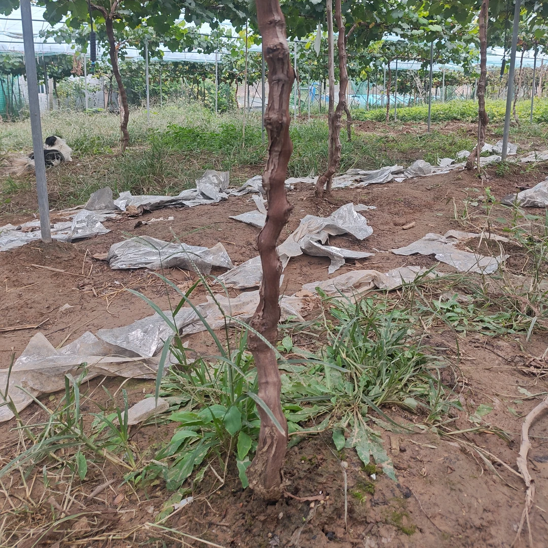 妮娜皇后3年苗保成活包邮到家