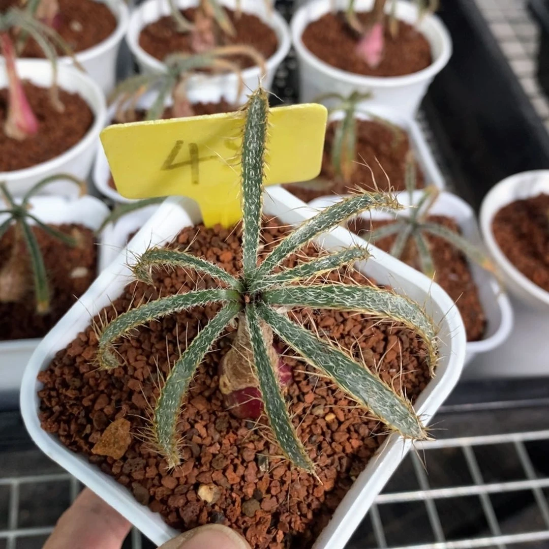 金刚毛叶弹簧草多肉植物