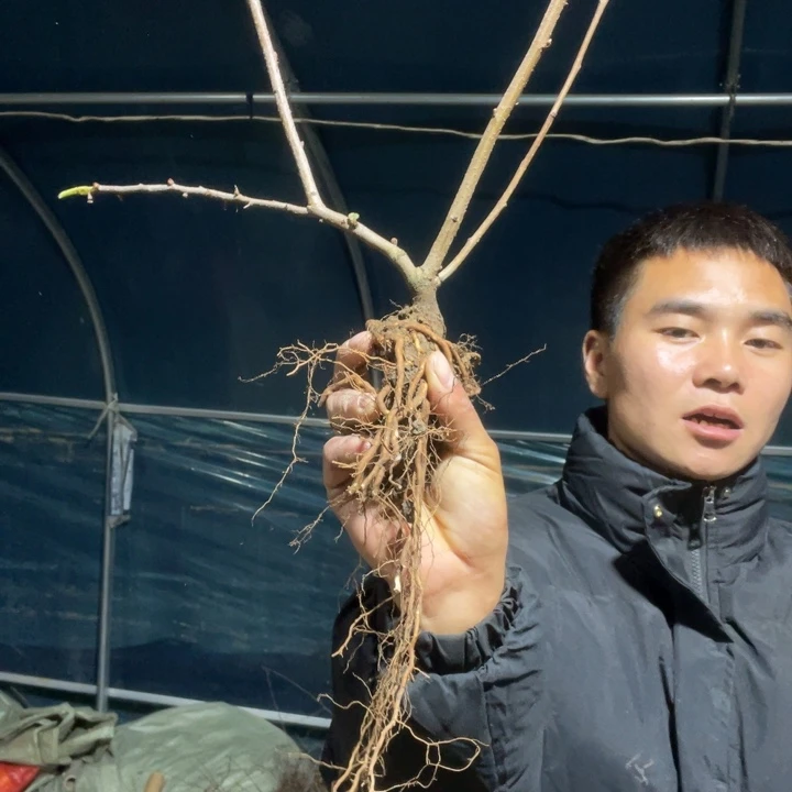 长寿宝海棠花一颗苗