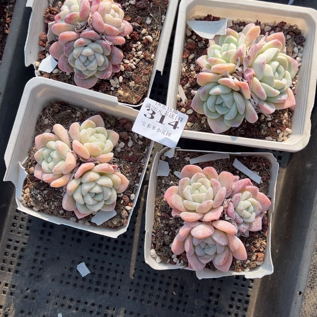 314号四颗9cm雪媚娘三头群