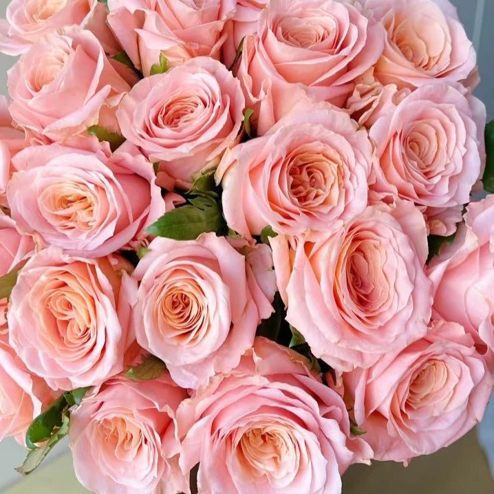 【云之卉】微光单头玫瑰 基地现采直发 两单顺丰冷链包邮