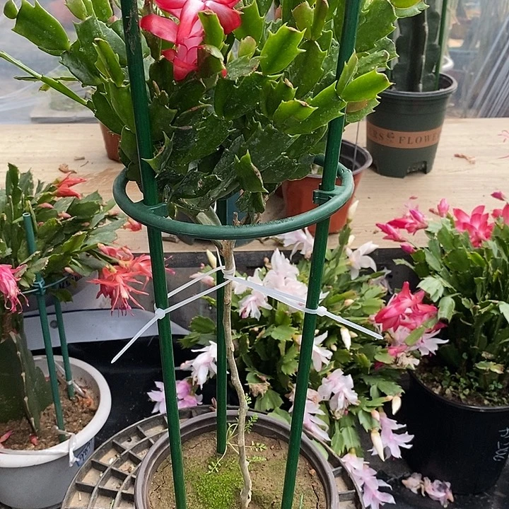 无**果双色叶仙嫁接蟹爪兰红黄双色