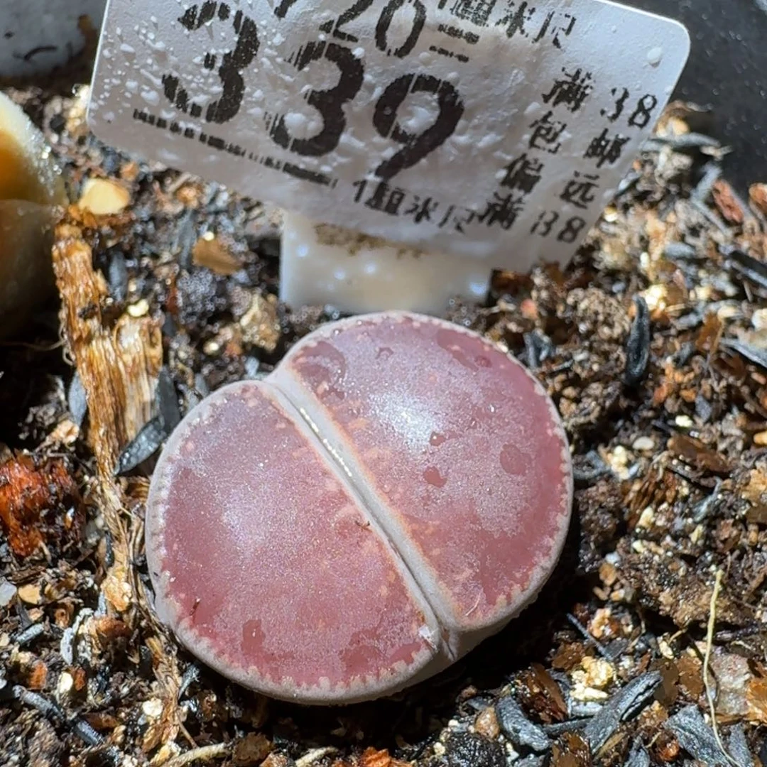 Sss清清清货了339