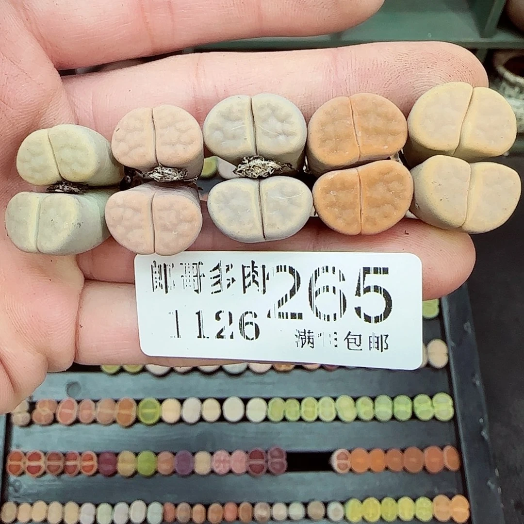 满满18包邮1126-265