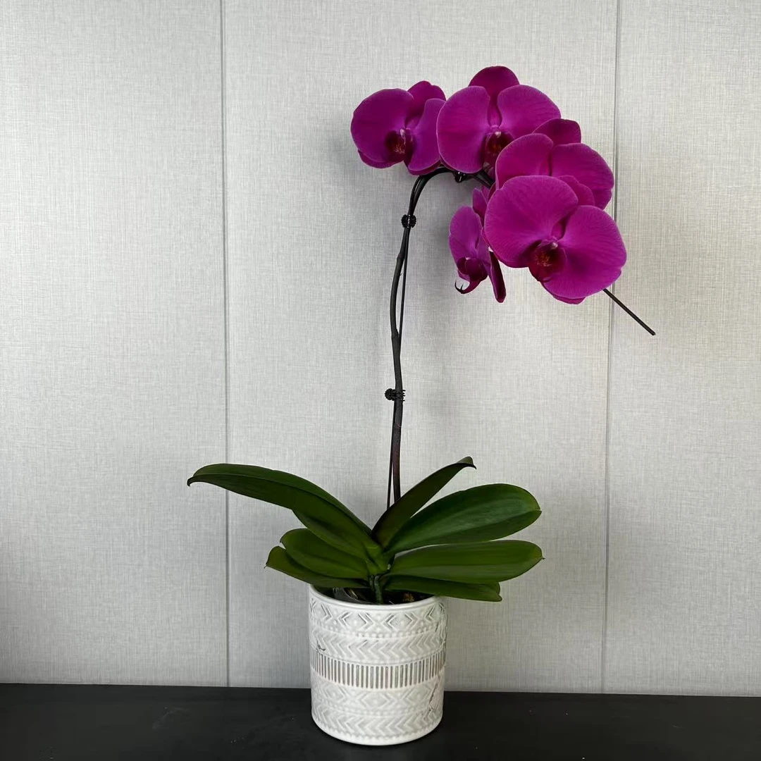 【花之漫】(红玛瑙）无售后3.5寸杯单剑蝴蝶兰花卉