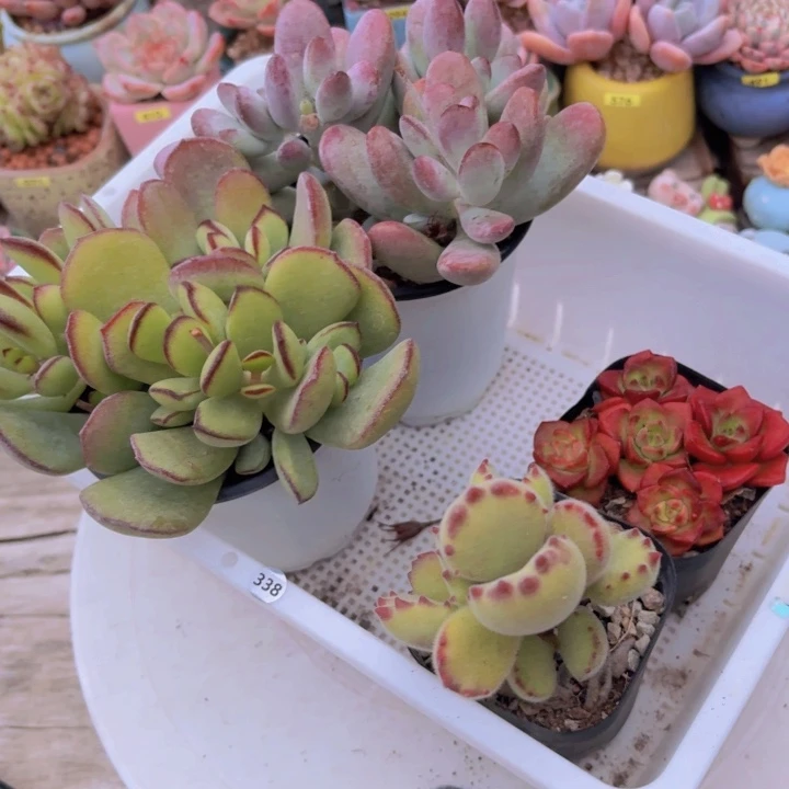 框拍一物一拍编号338