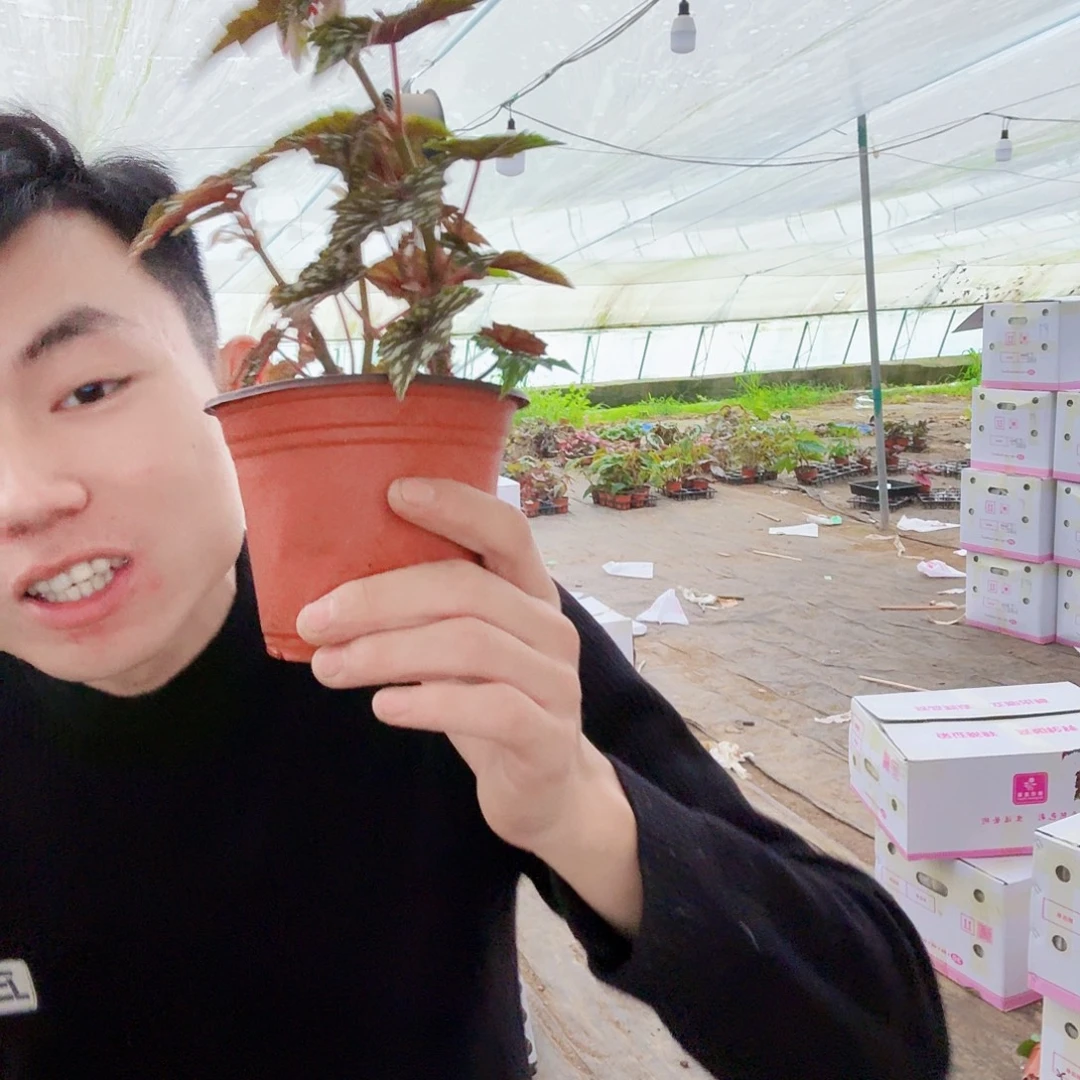 完全开放出云一棵