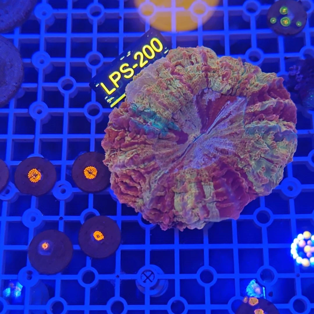 晨***纽扣珊瑚富士脑lps200标签