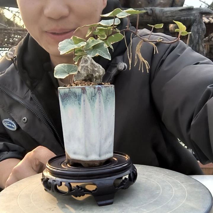 一**梵小盆景小植物一物一拍127