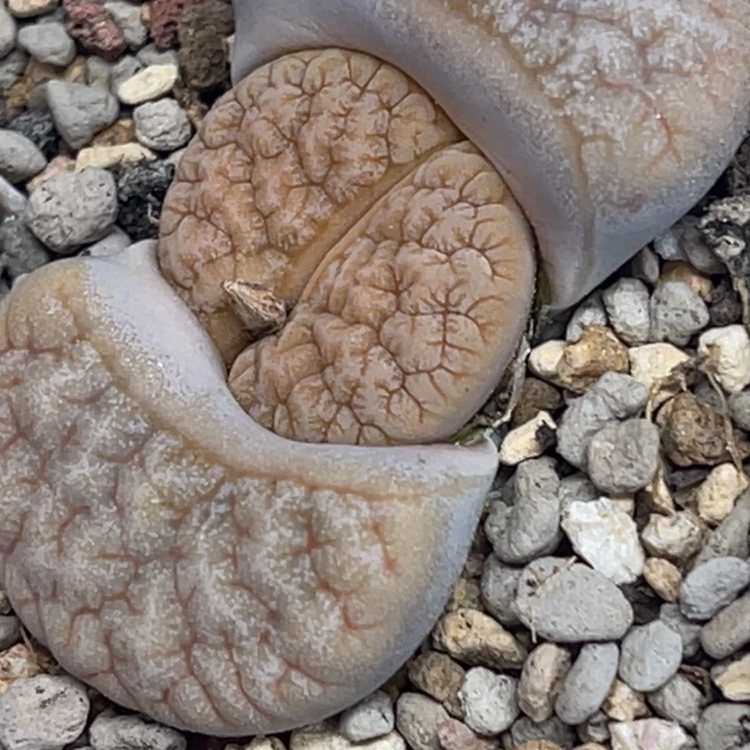 6195凹凸睫毛拿铁189