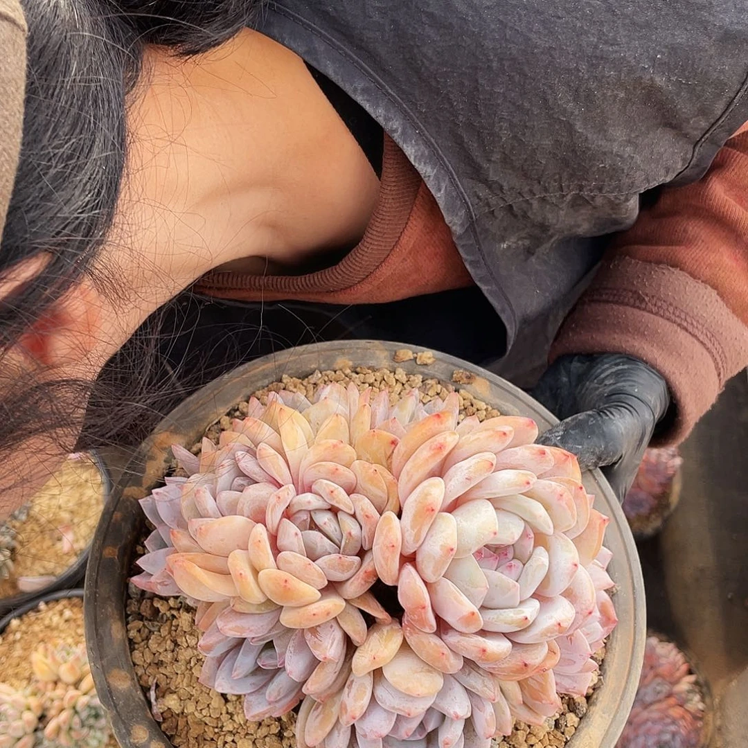 黄皮橙      多肉    73号