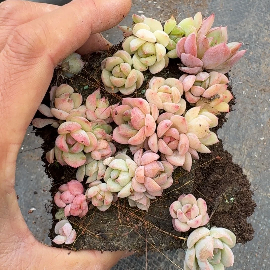 特好珍妮切糕一份量拍25-11左四