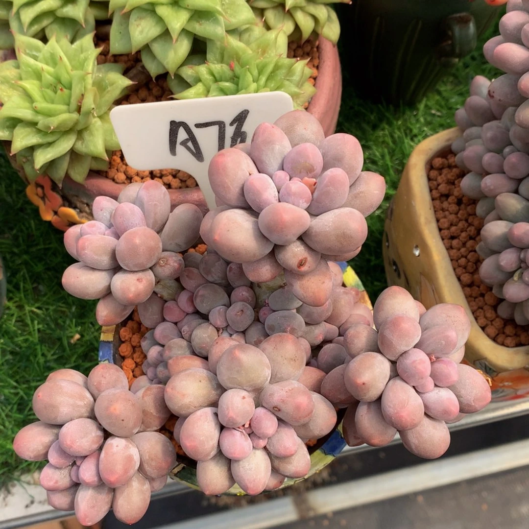 白*爽汤圆多肉植物6272772