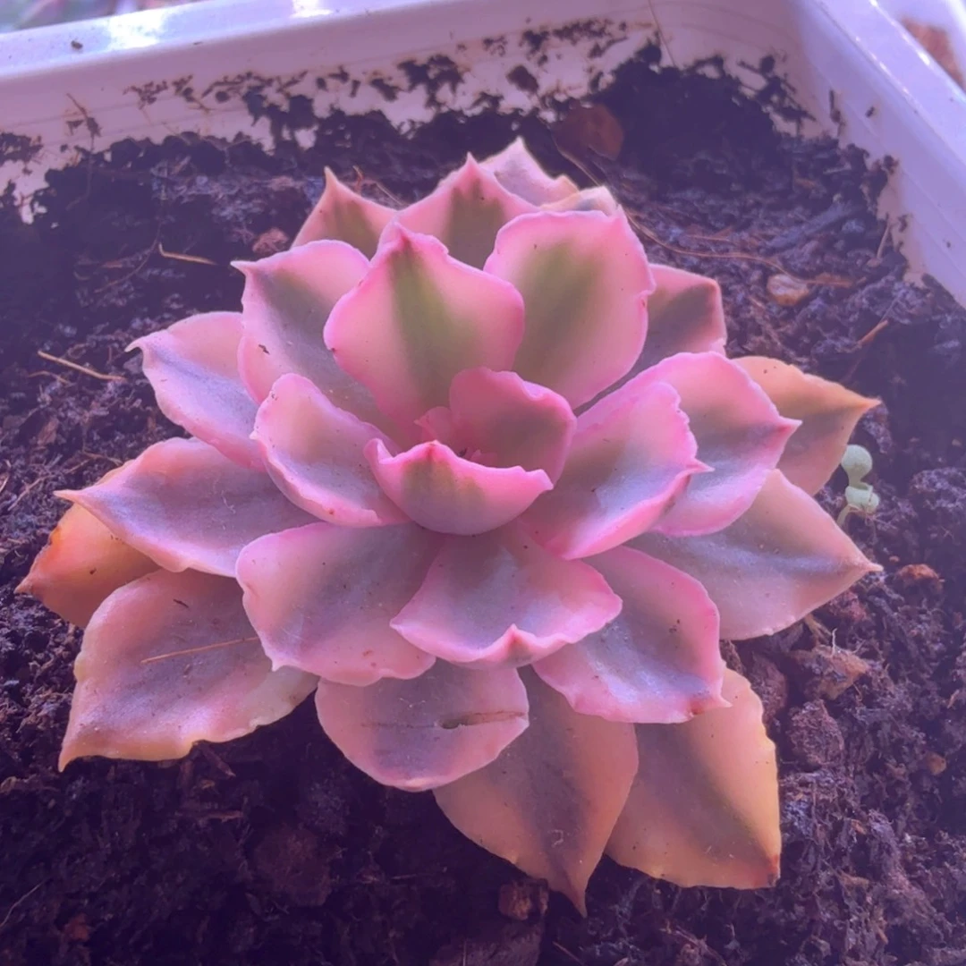 晚霞之舞锦 多肉植物