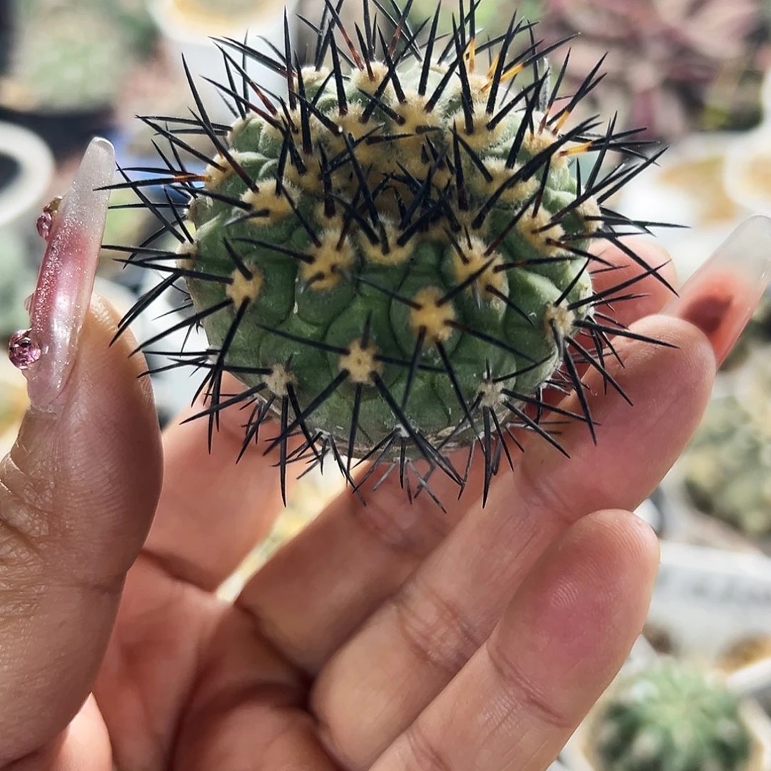 鬼神龙仙人球666666