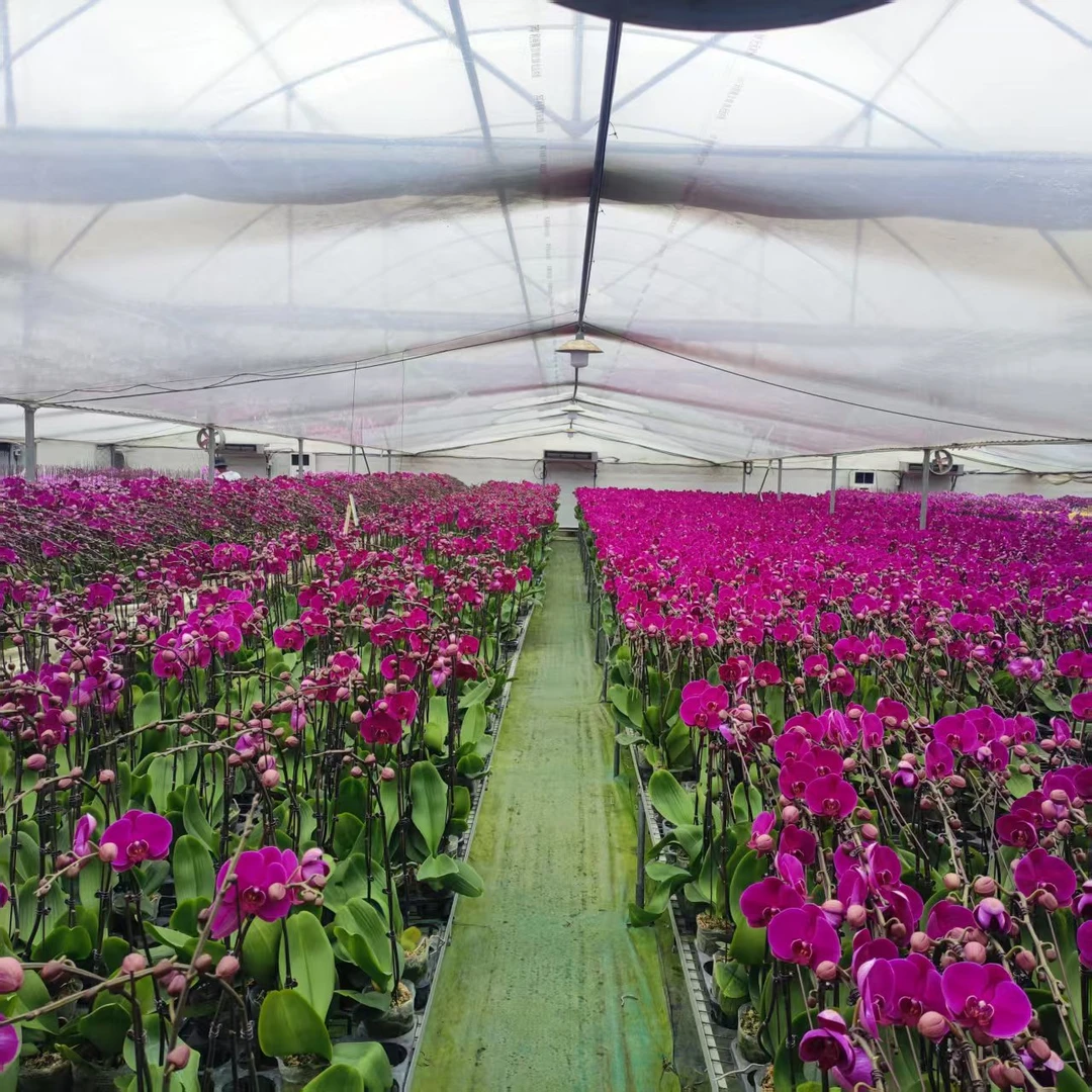 2蝴蝶兰[直播间]基地走量福利款不售后