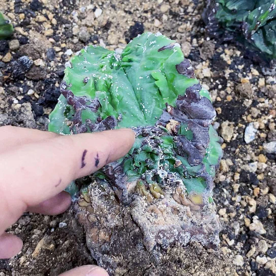 无花朵通***友00000000000