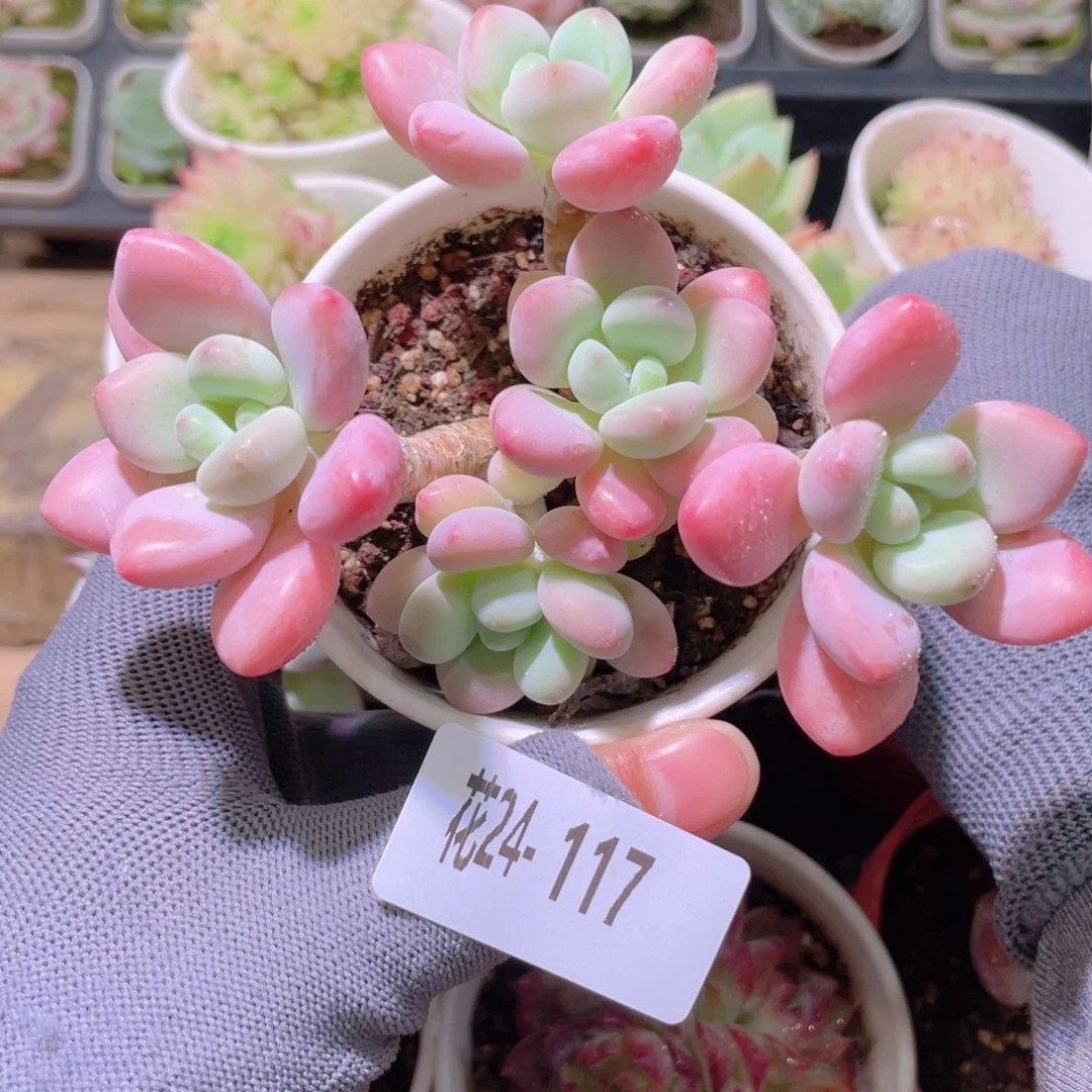 花利美24-117洛神群