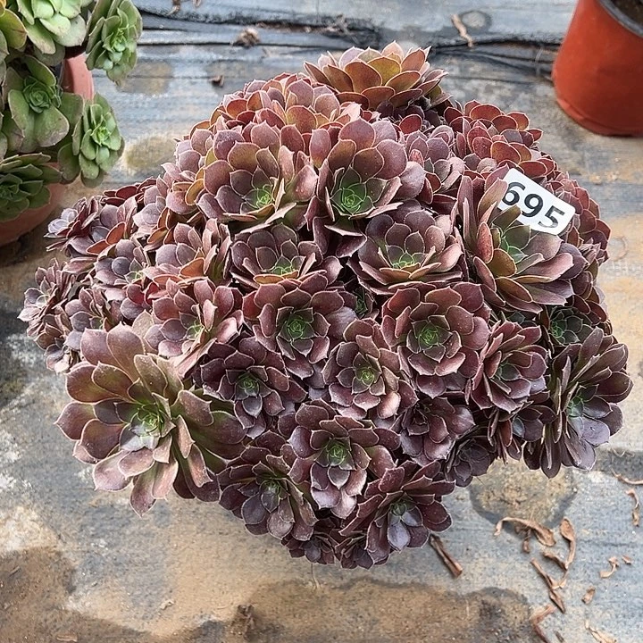 多肉植物荷兰玫瑰朵朵695
