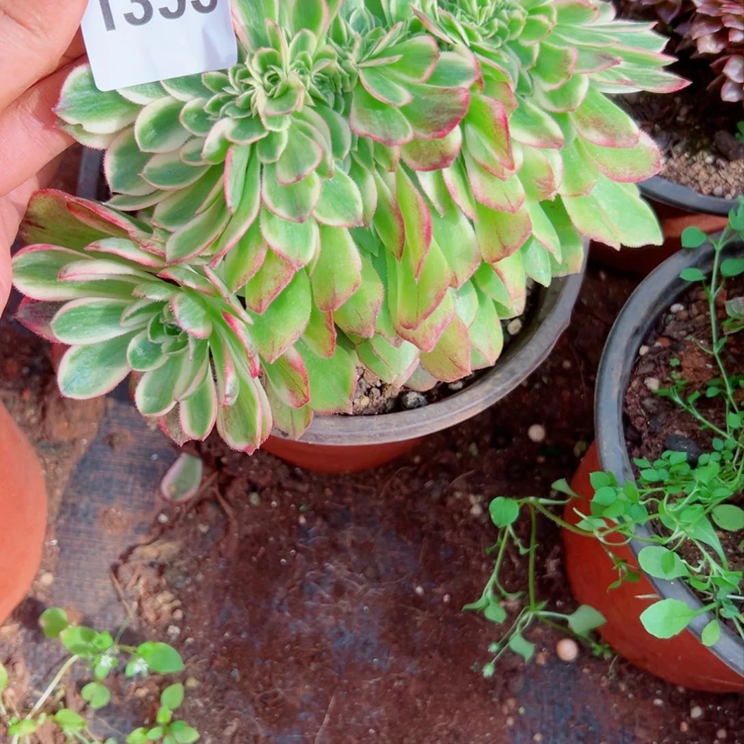 我1393 号多肉法师新年特价玉子