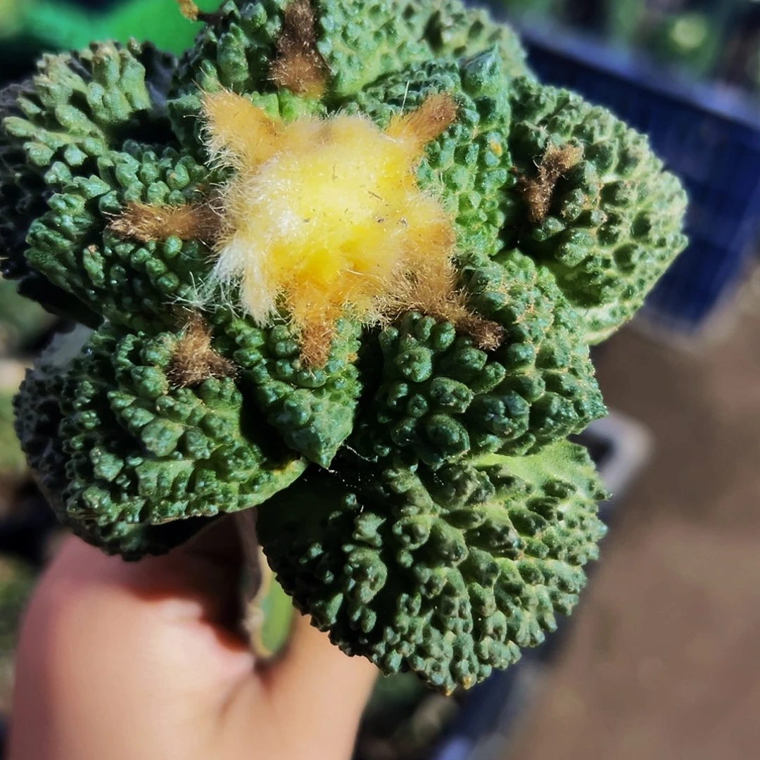 无花朵福利龟甲牡丹924