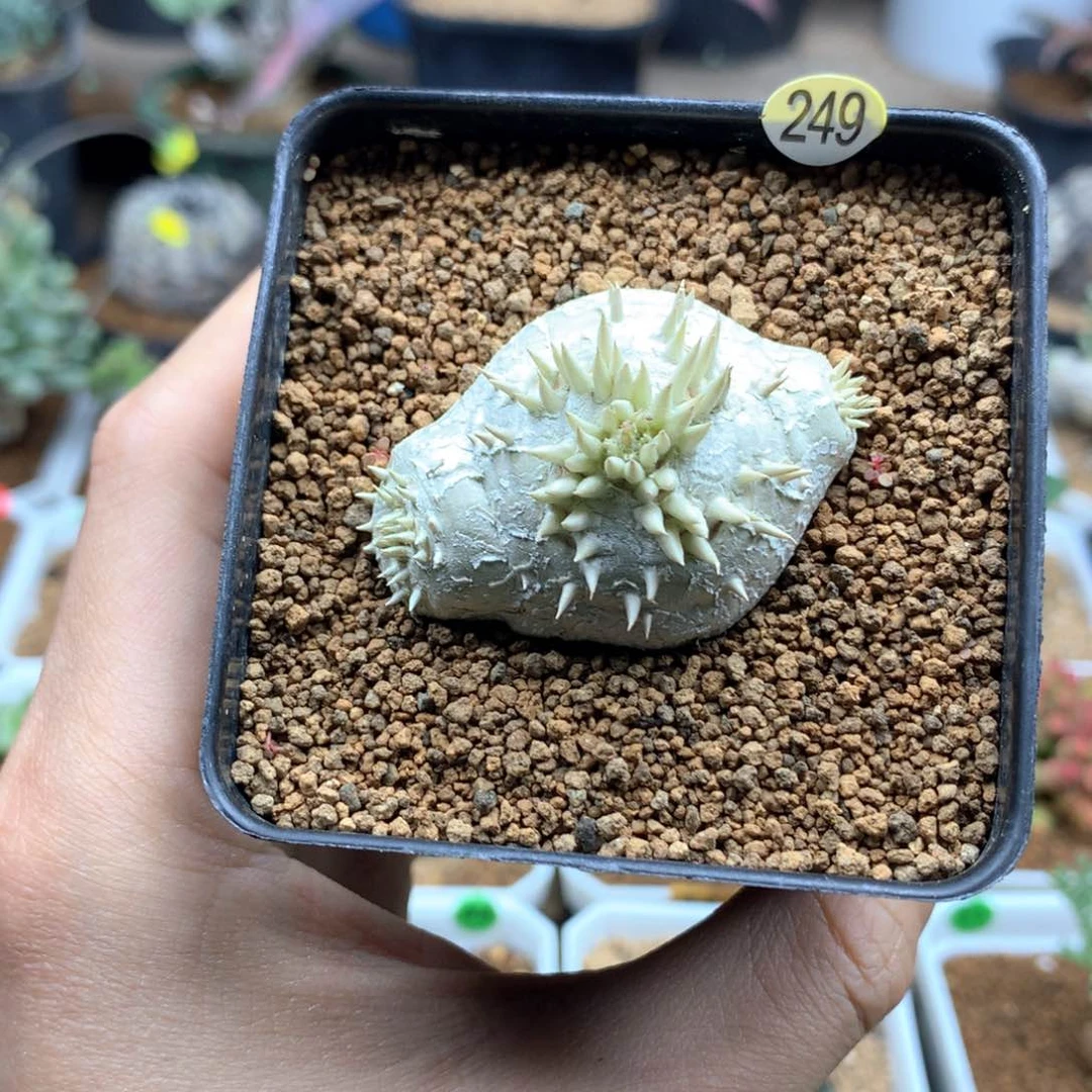 实生惠比须笑带盆发货