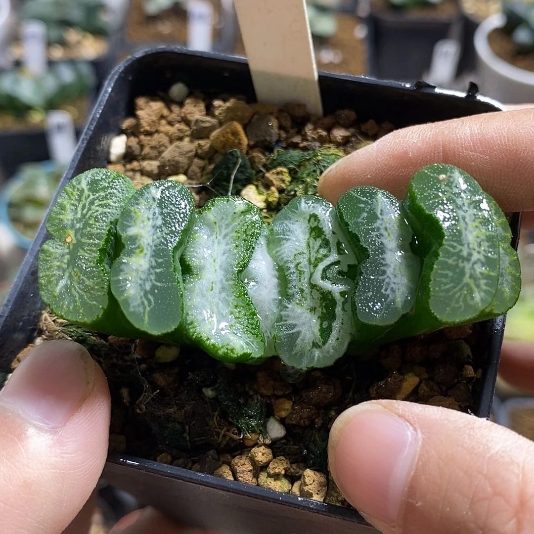 48堕落天使玉扇十二卷