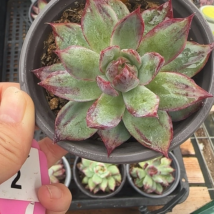 74 惊鸿仙子多肉植物