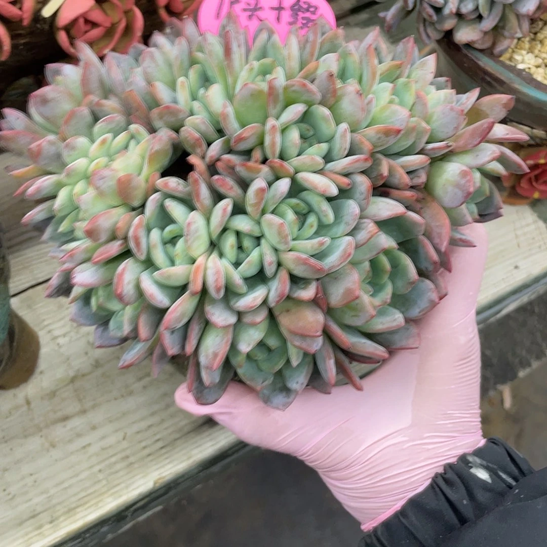 全明星朵朵缀，15头带缀，冠幅约16cm