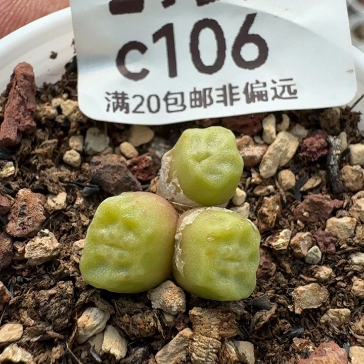 1410.657带盆土发货。