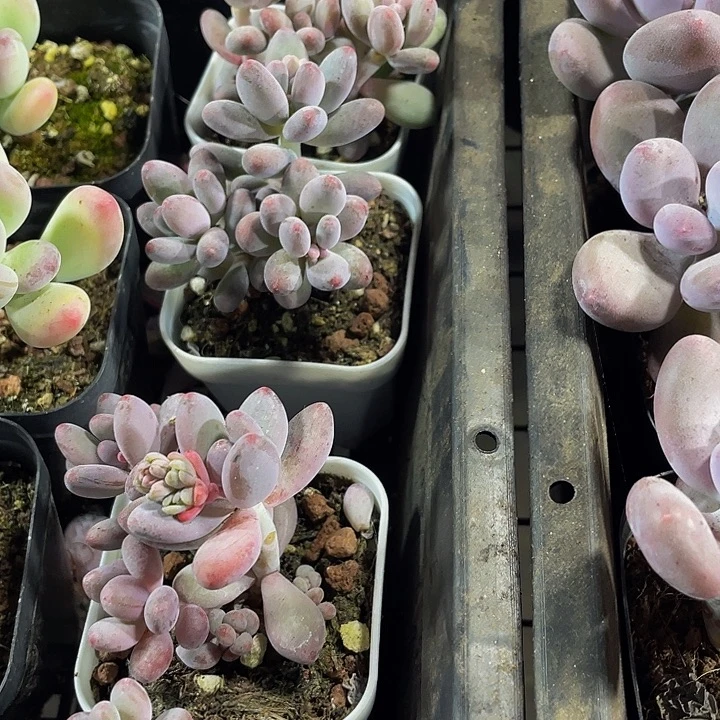 三头苹果美人带盆土发