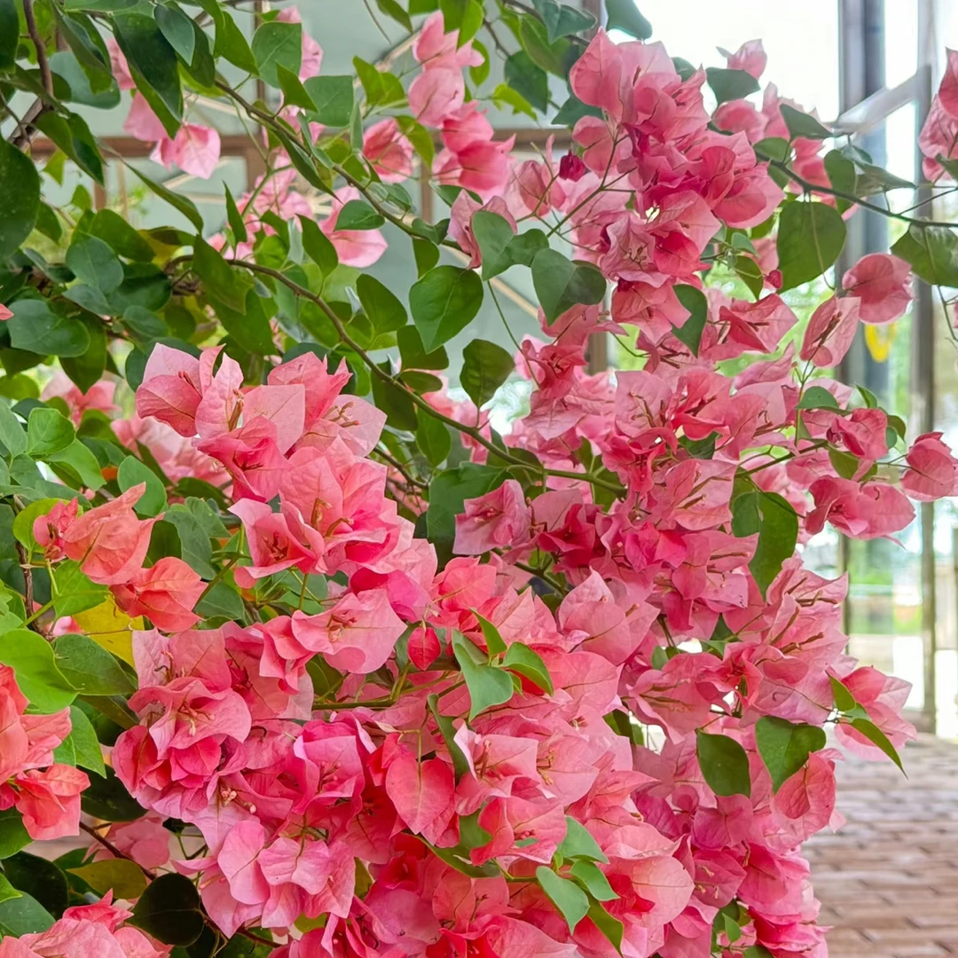 不甜西瓜三角梅勤花飘枝爬藤室内外可养易活易开花