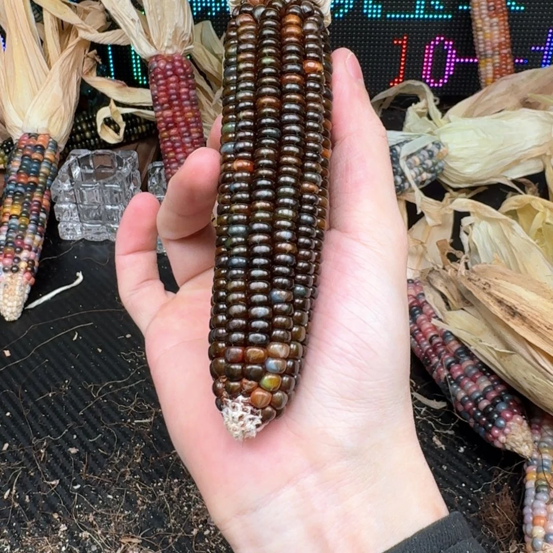 柏香籽/百香籽吊坠空