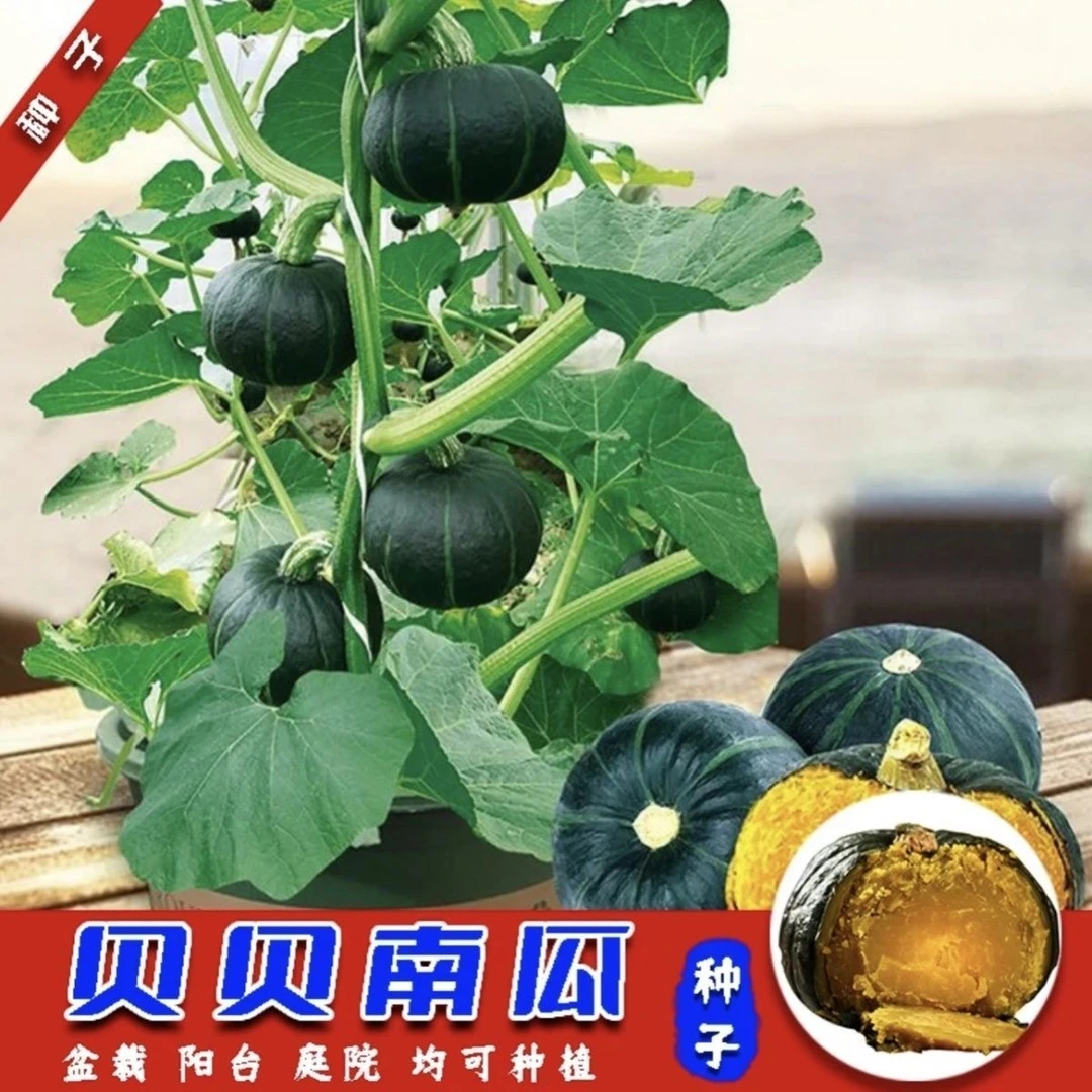 绿甜栗南瓜种子贝贝板栗南瓜新品种软糯香甜高产早熟蔬菜种子大全