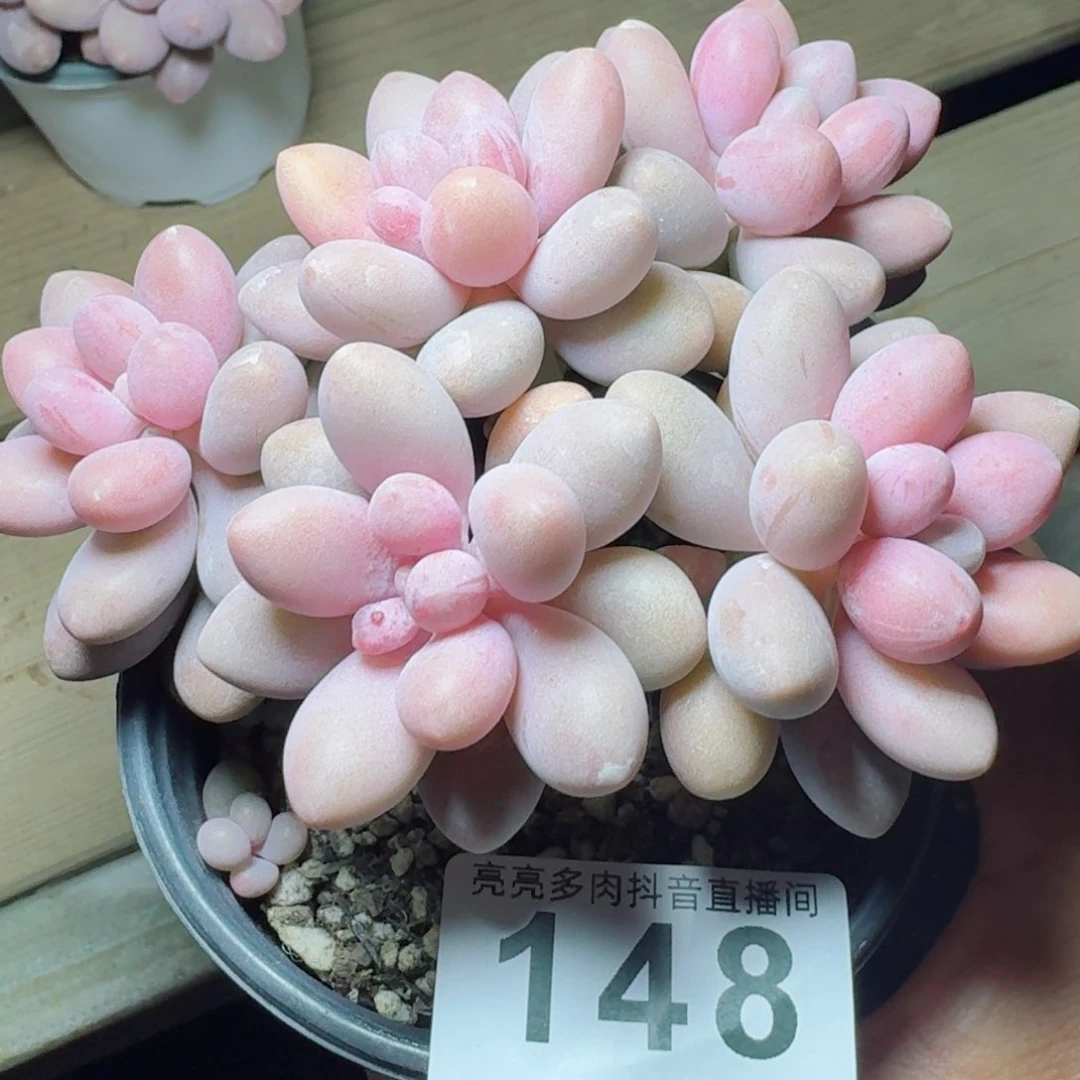 一***晴粉色恋人群生         精品多肉