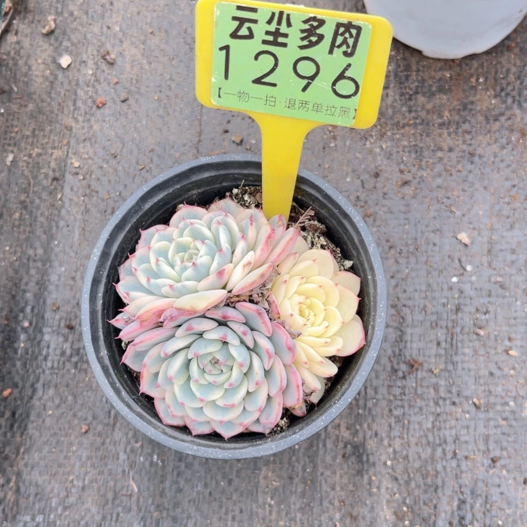 当***归云尘多肉一物一拍1296，