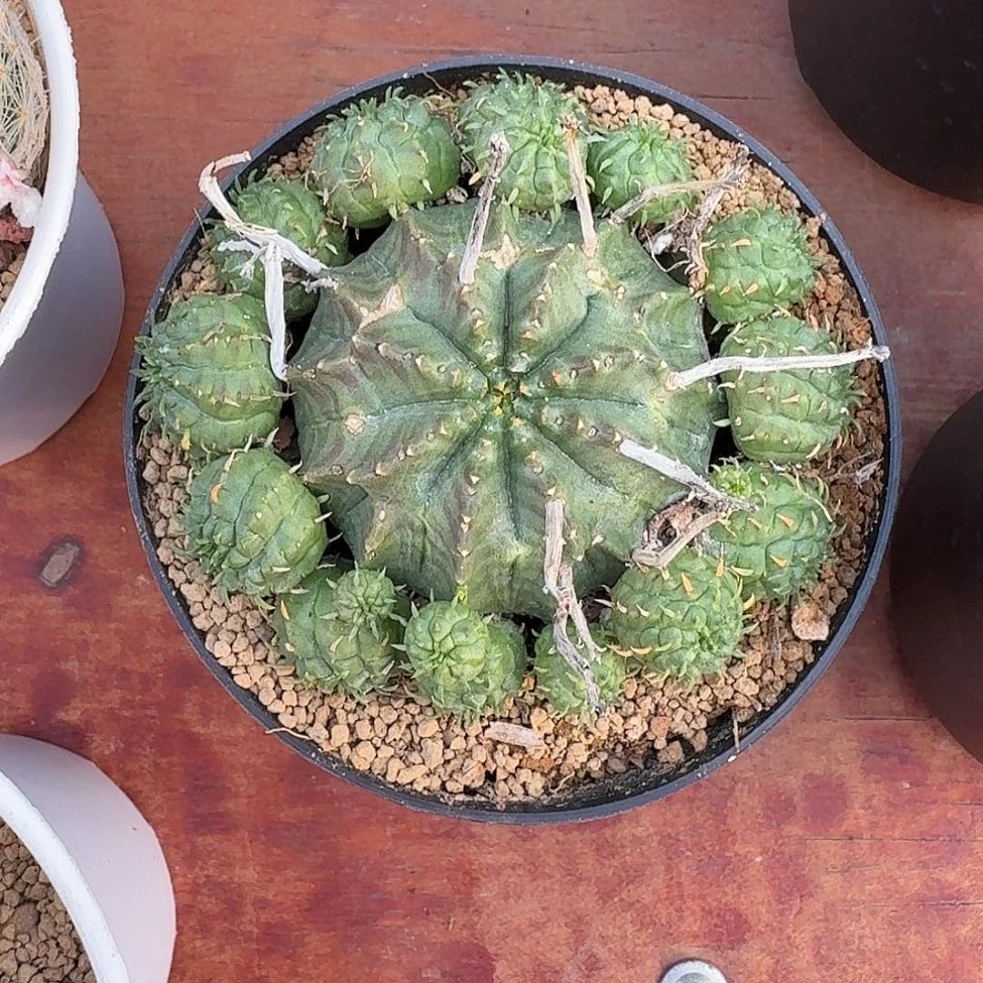 爆***巫贵青玉仙人球23345