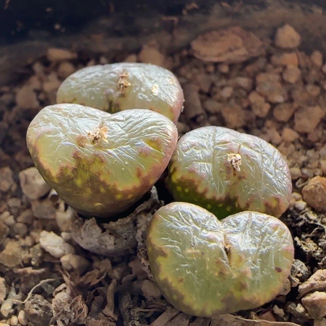 【闪购商品】1174纽扣勋章