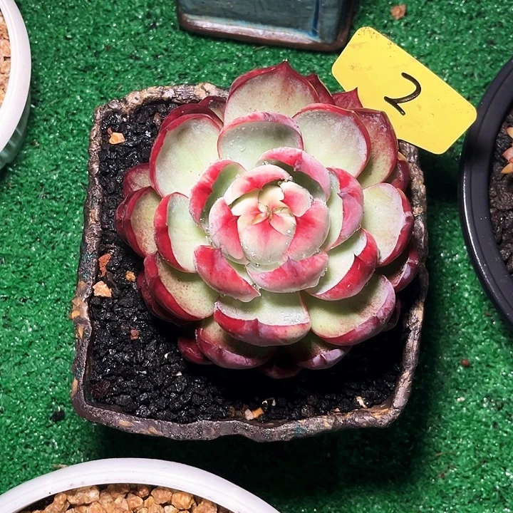 惊的仙子2号码牌子的话题了