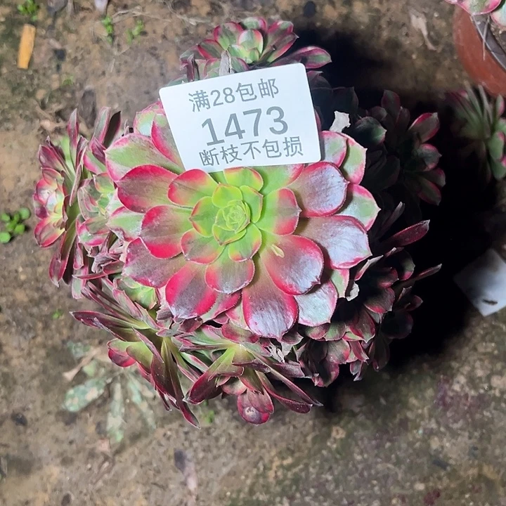 1473安娜多肉植物