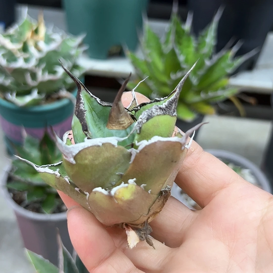 黑豹芽一物一拍偏远不包邮不退不换