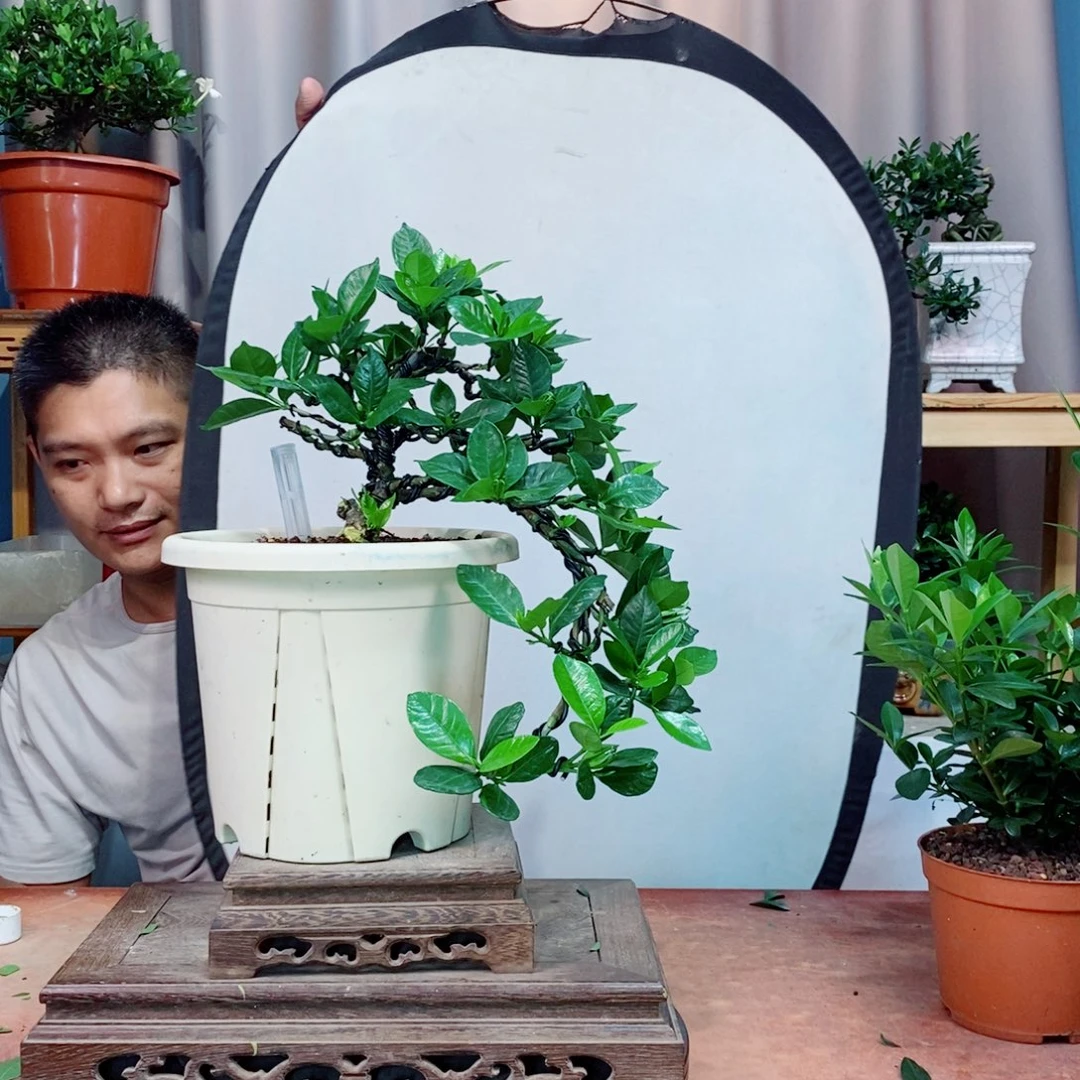 栀子花开了花开花了