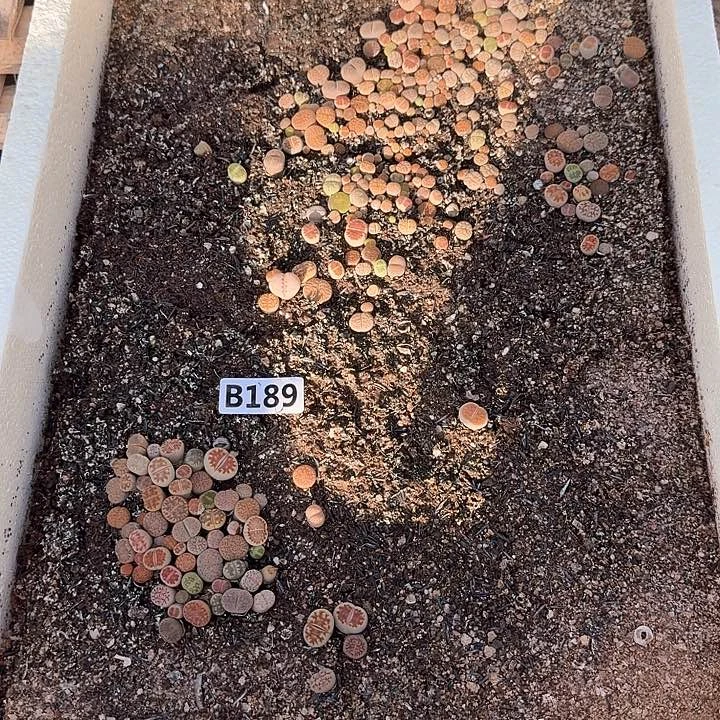 189生石花整筐脱土发货