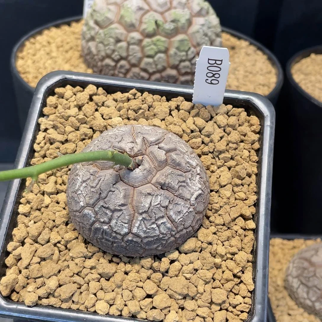 089号龟甲龙6.2公分