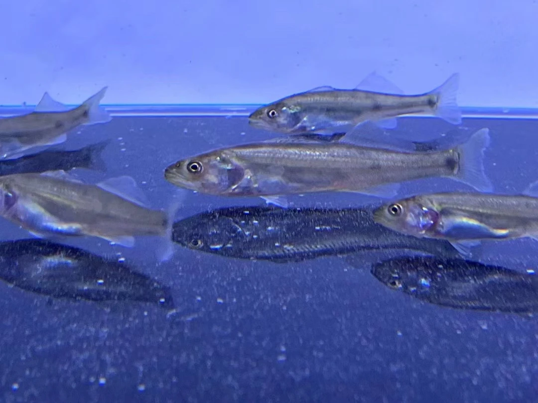 梭鲈鱼大型观赏鱼冷水鱼